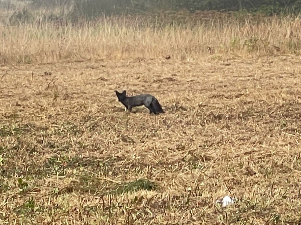 Fox on San Juan Island