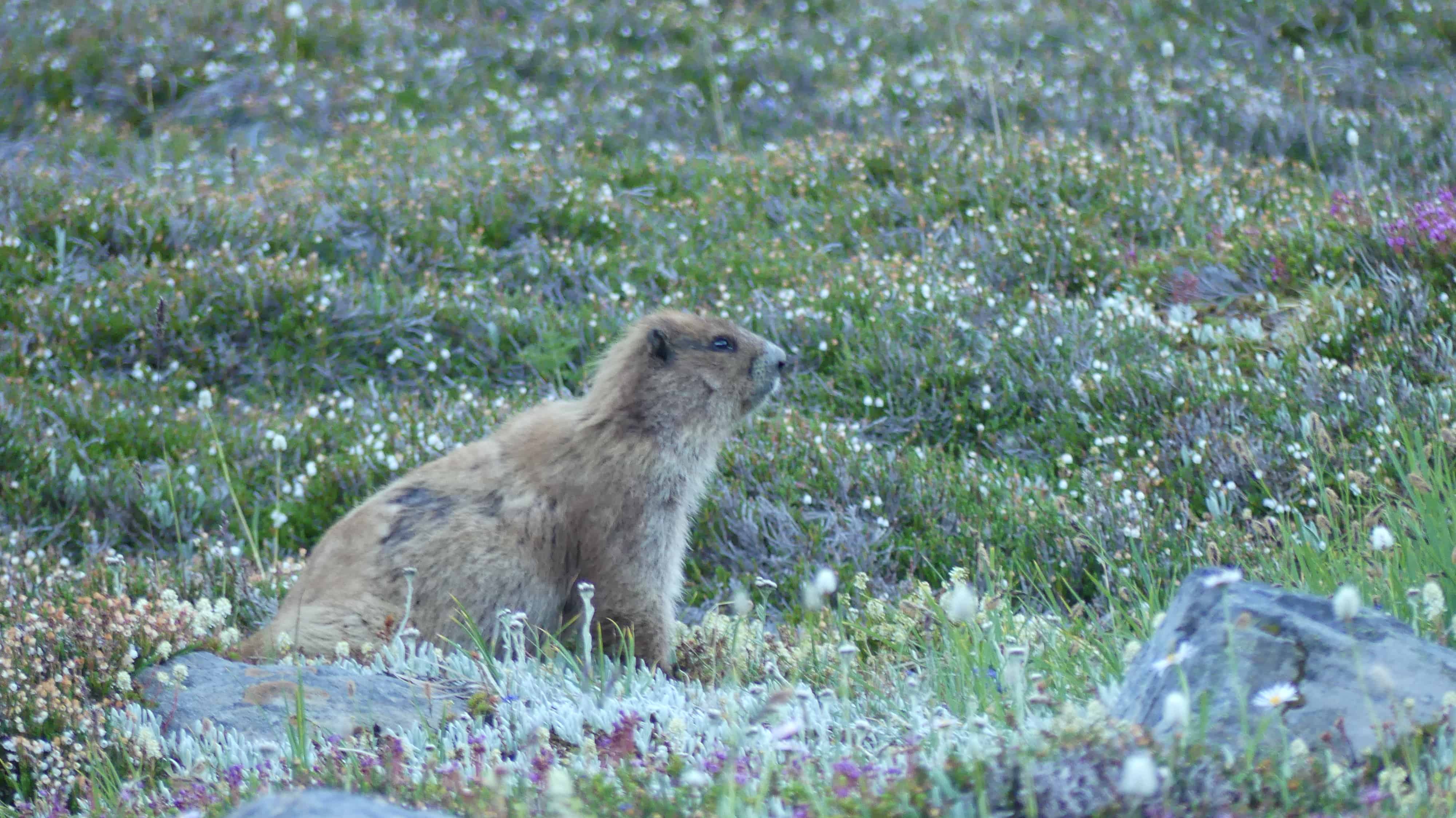 Olympic Marmot in Royal Basin, Olympic National Park.