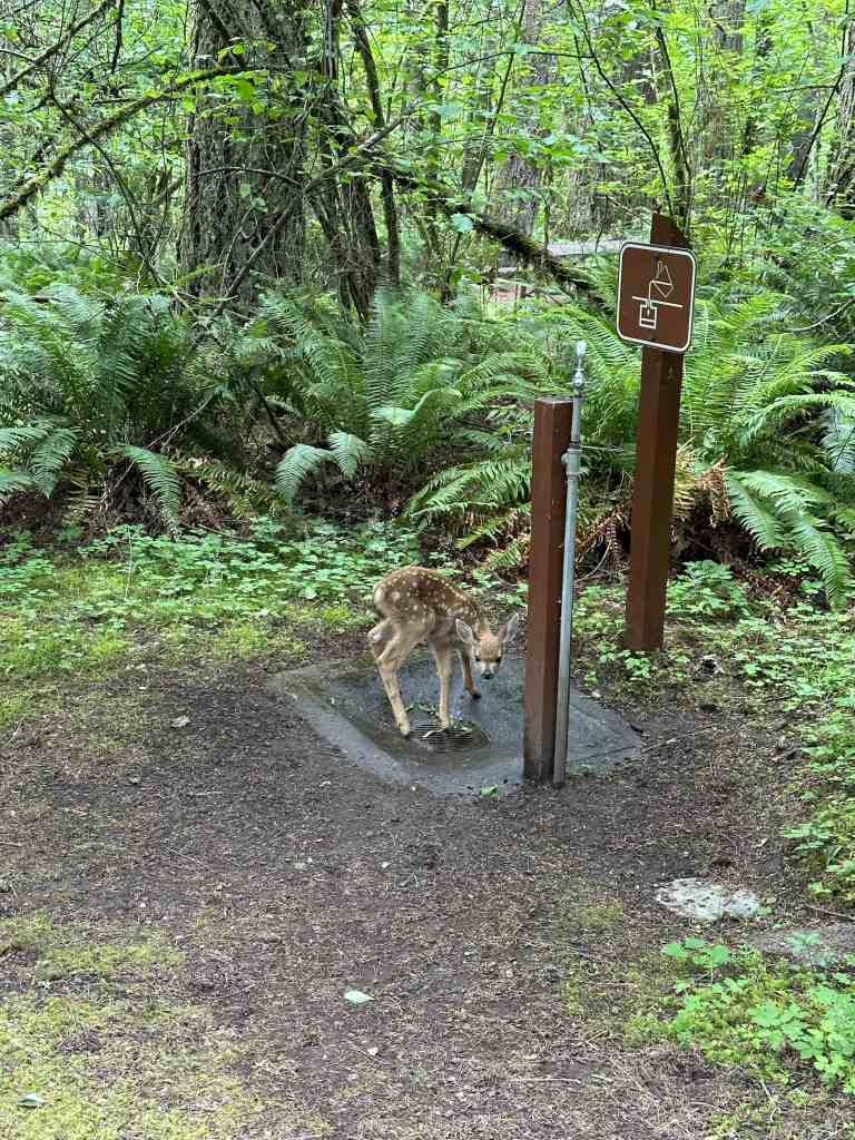 Seaquest State Park camping