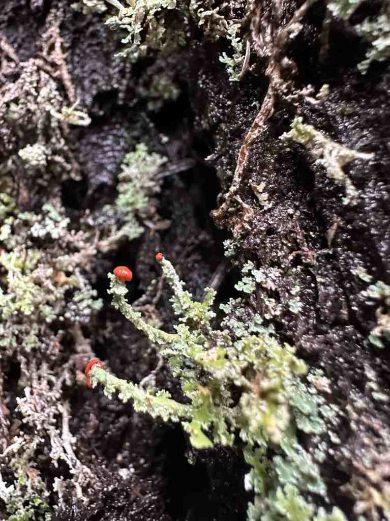 what is lichen