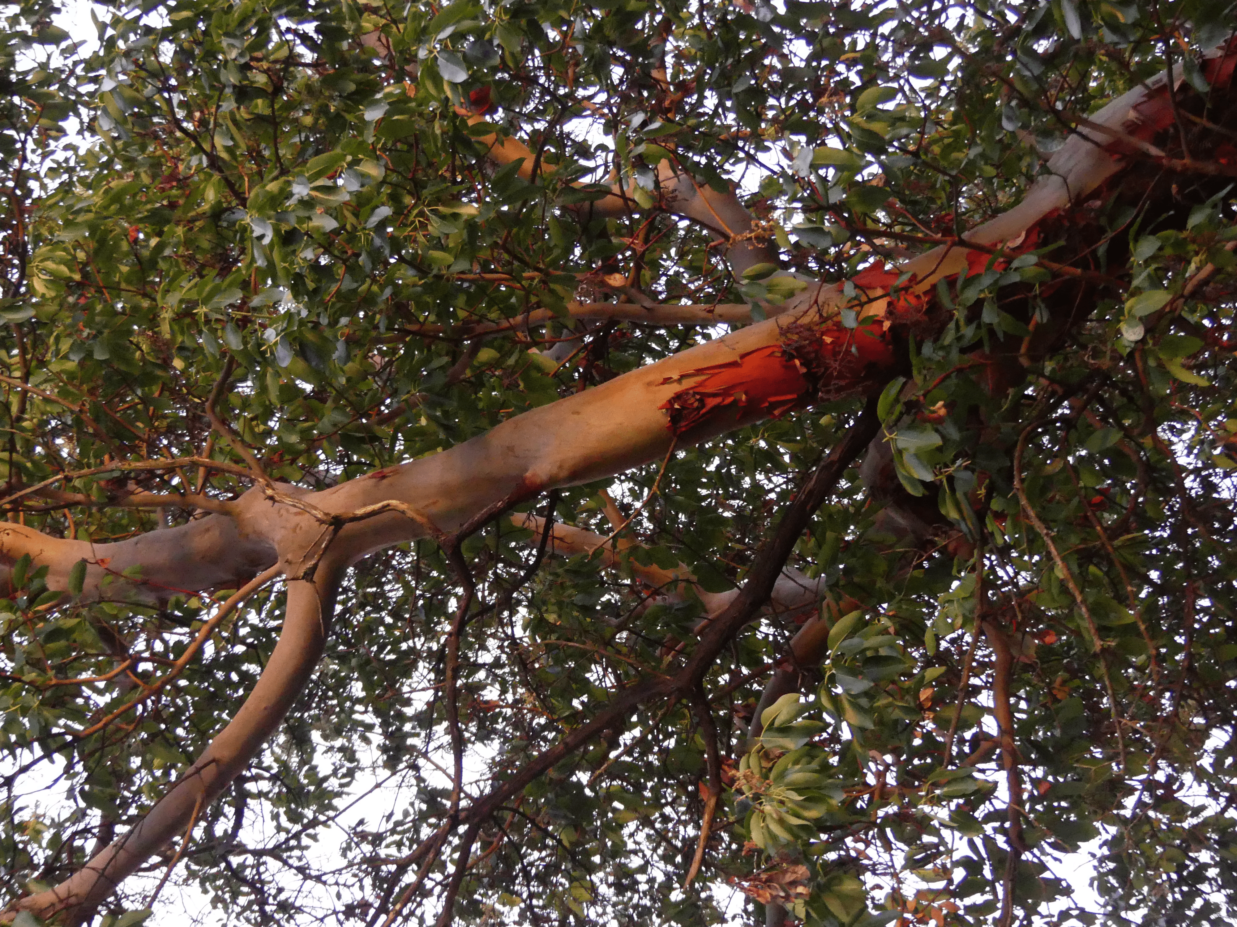 pacific madrone identification