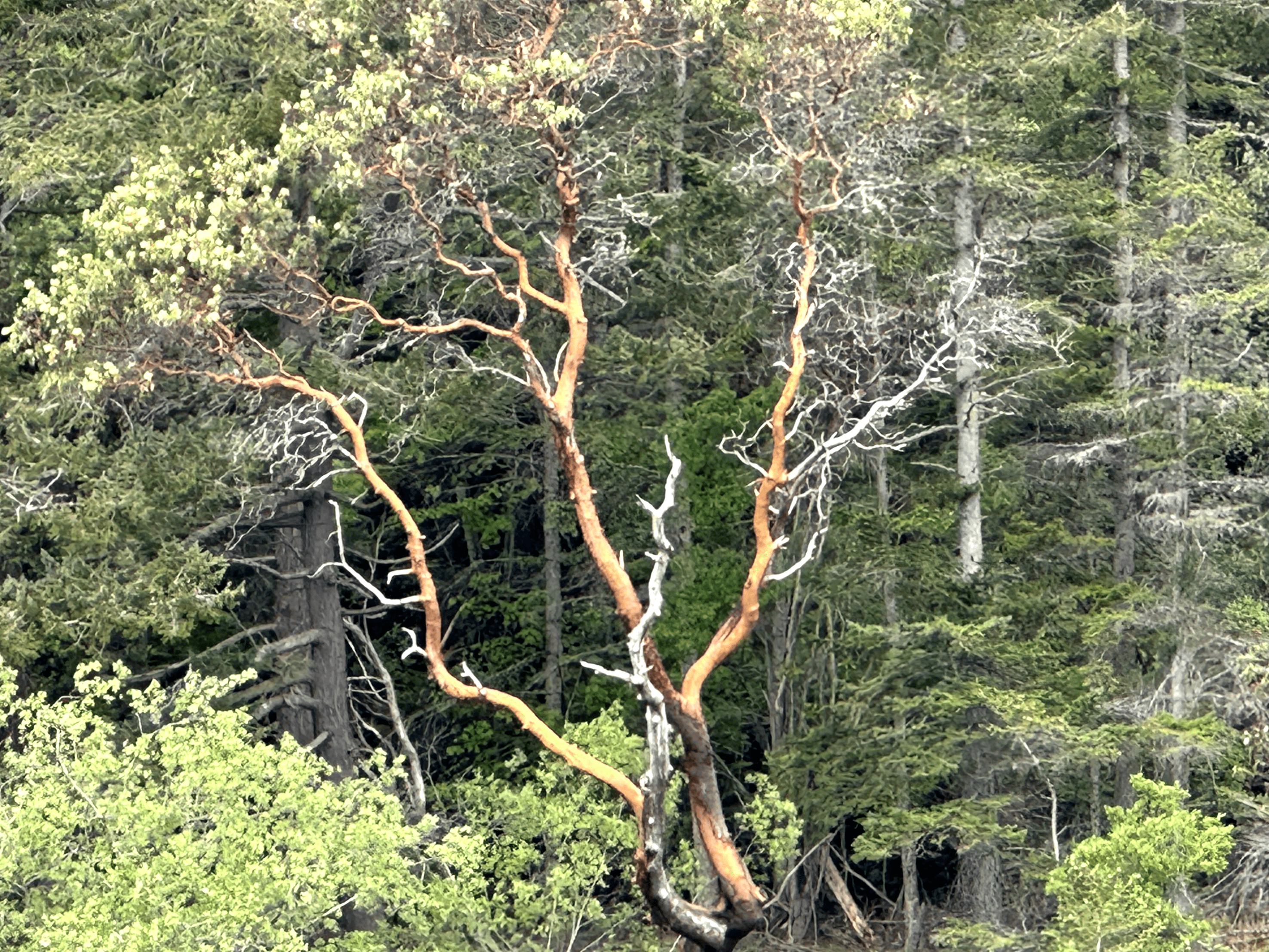 Dead arbutus tree surrounded by lush forest, showcasing the cycle of life.