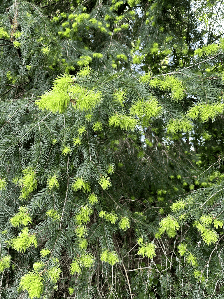 douglas fir identification