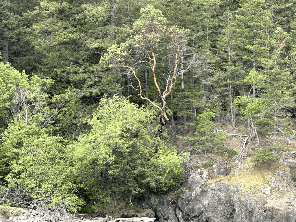 Serene forest landscape with lush greenery, rocky terrain, and a unique reddish-brown tree.