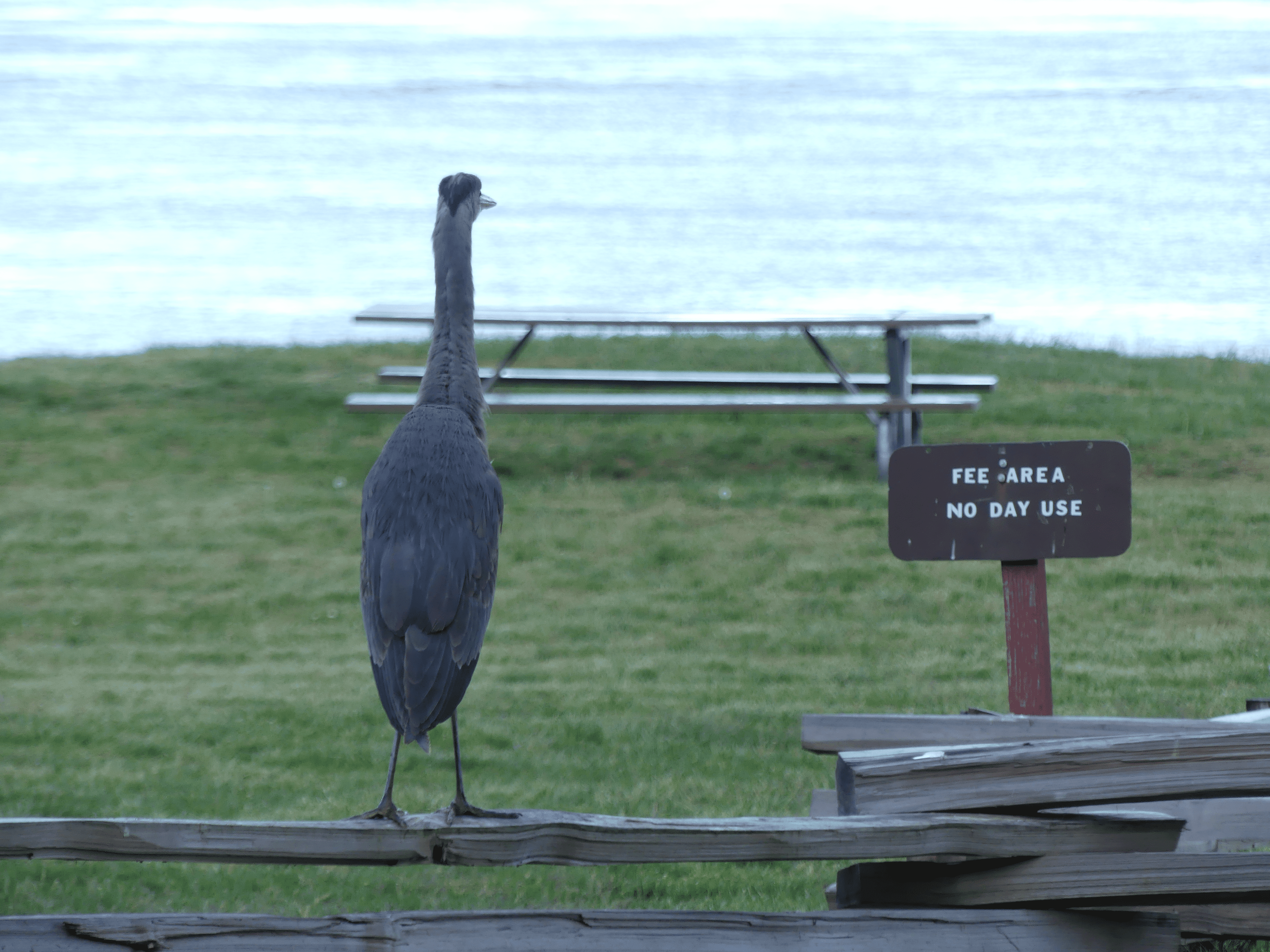 Tranquil scene of heron on dock overlooking serene water at park.