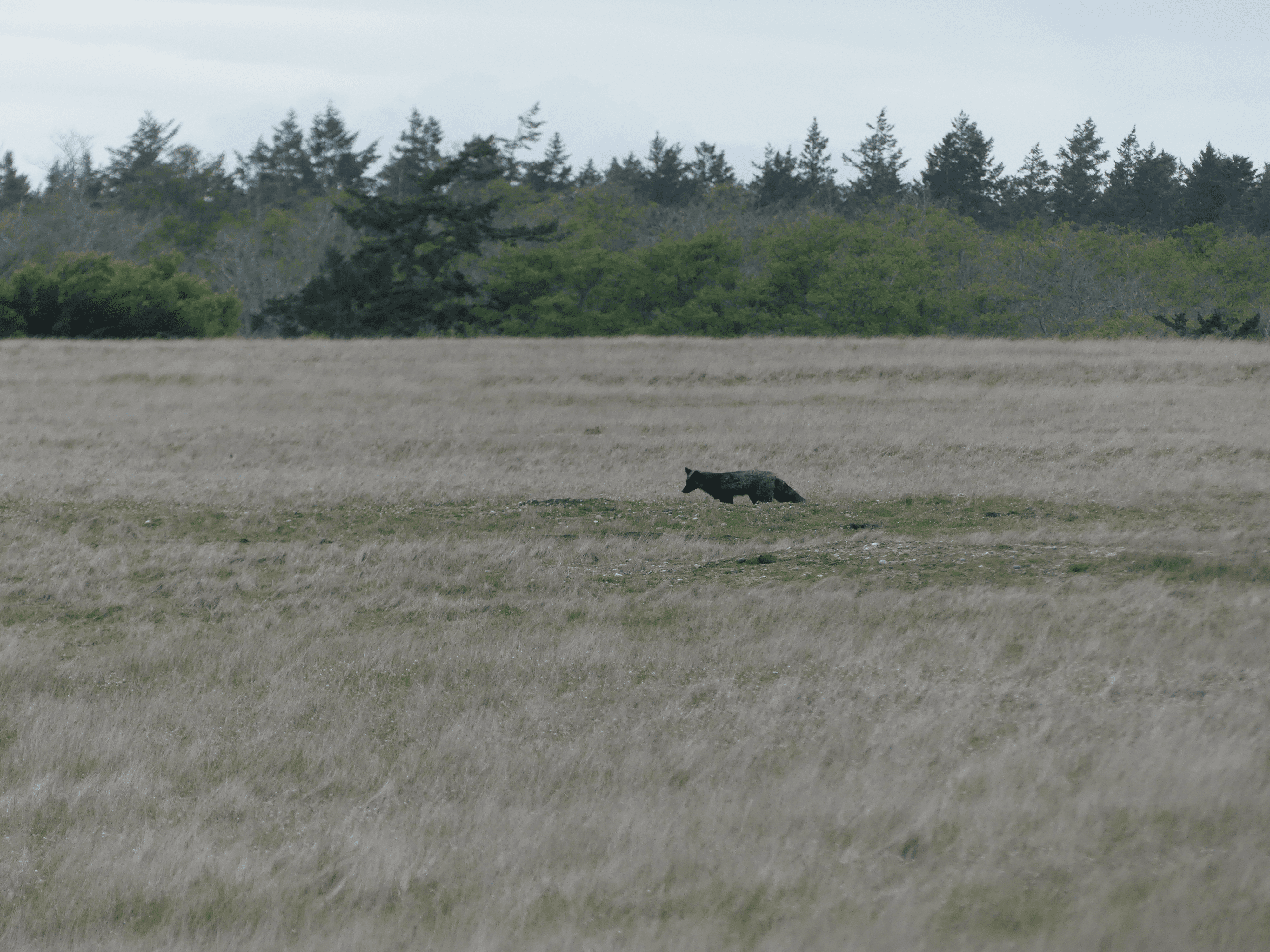 Wild dog running in vast grassland with dense forest background under overcast sky.