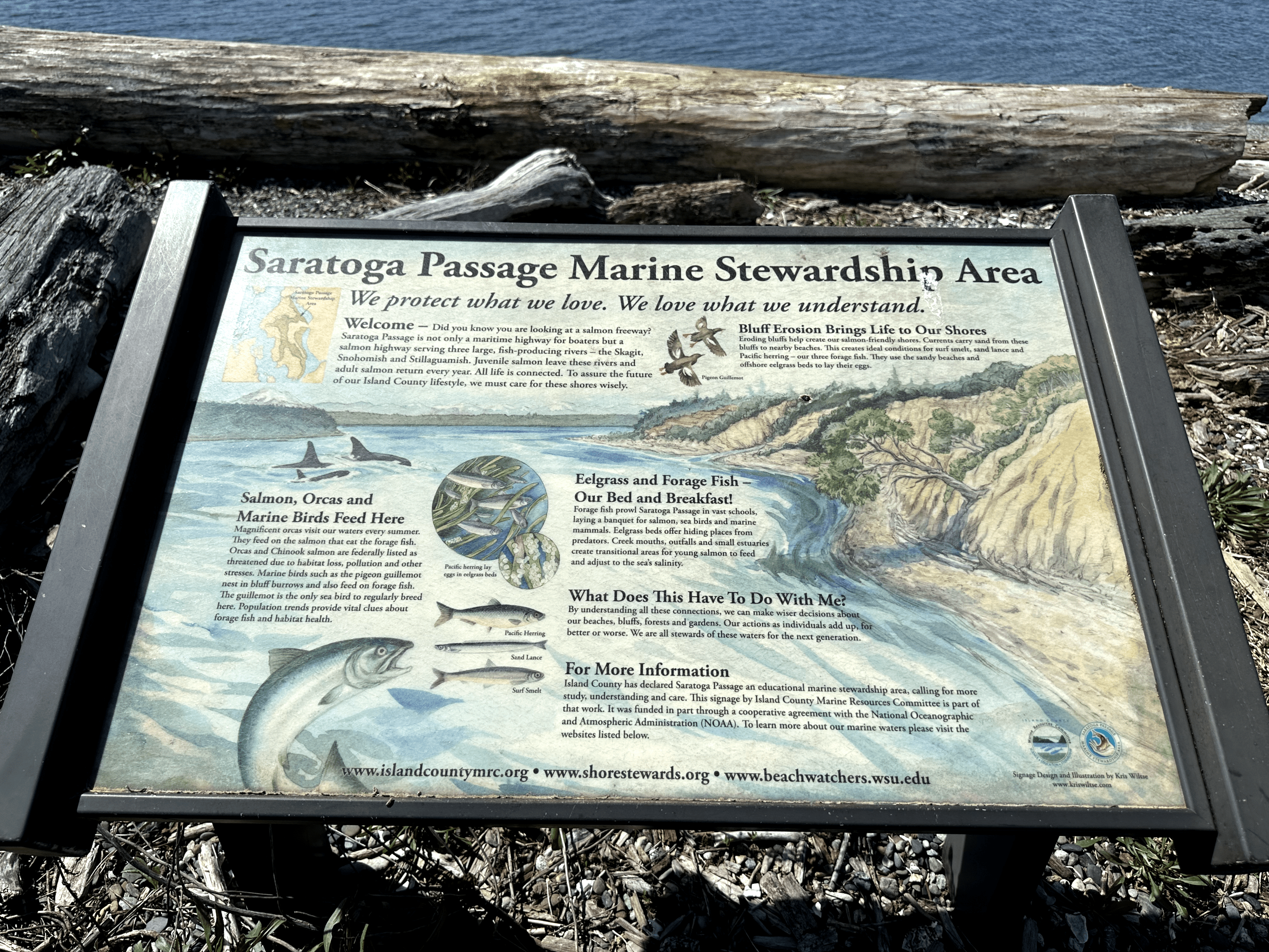 Saratoga Passage Marine Stewardship Area information board with illustrations of local marine life.