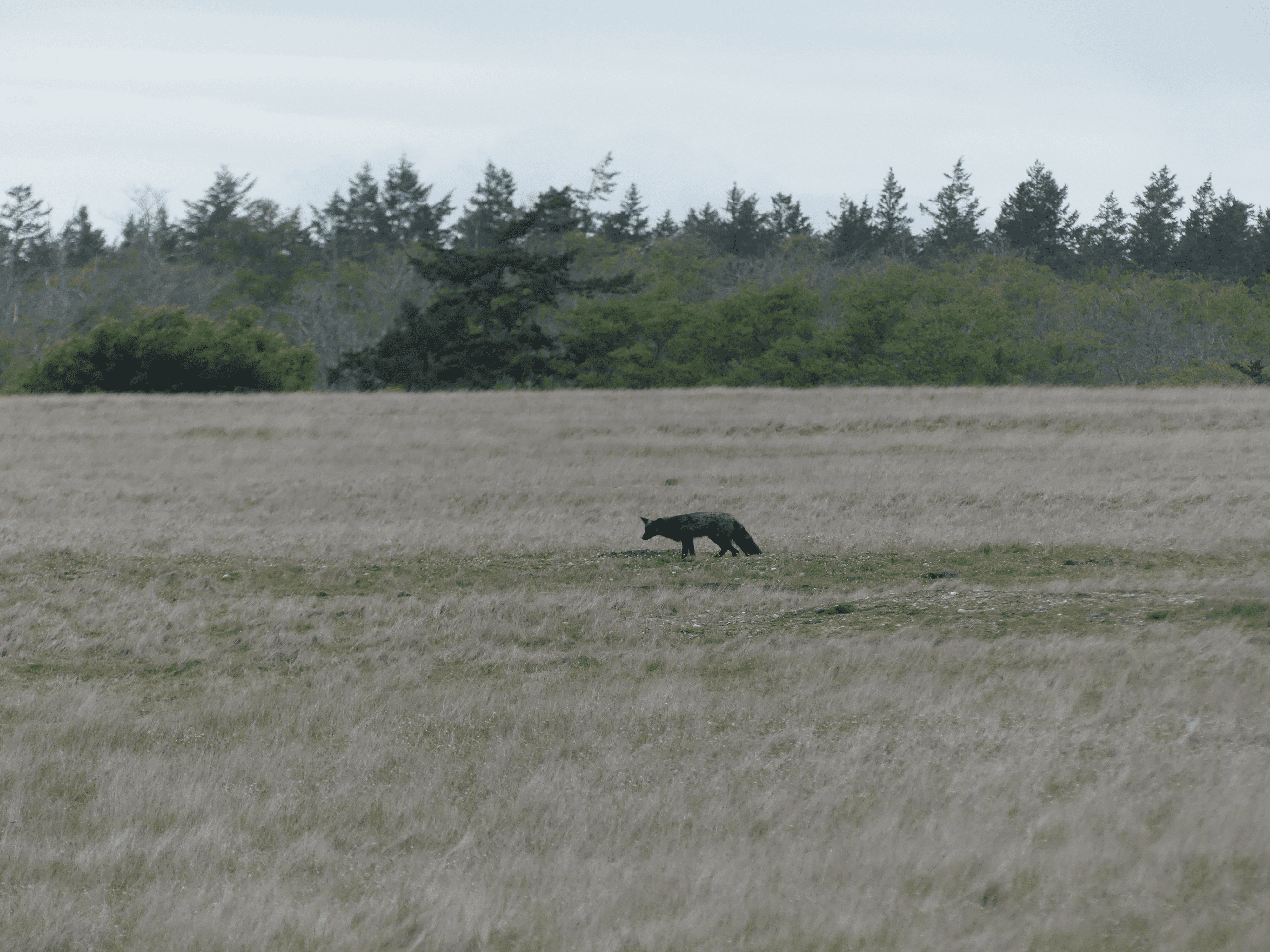Black fox exploring vast dry grassland with trees in the background under overcast sky.