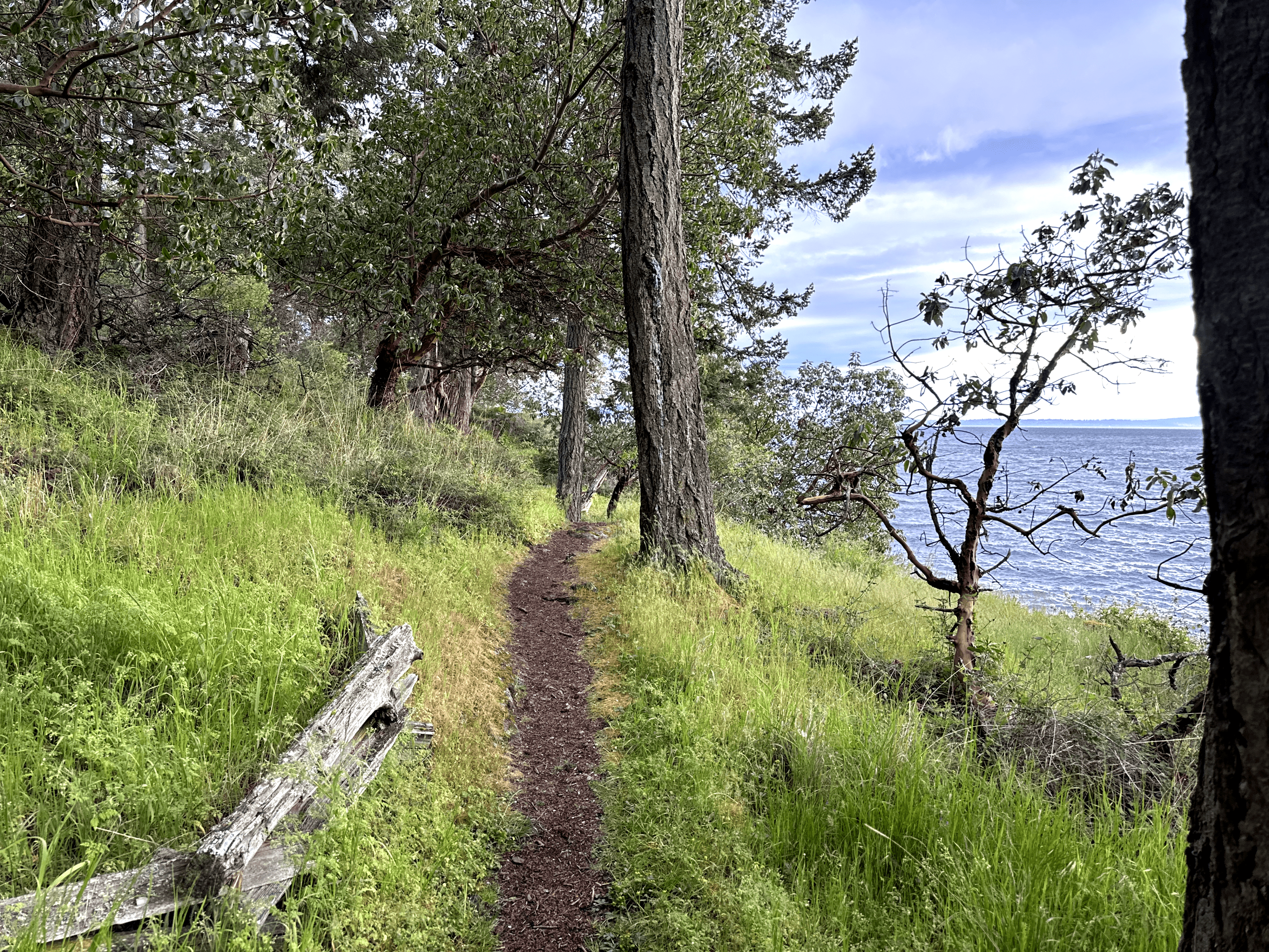 Tranquil forest trail by serene water, perfect for peaceful walks and contemplation.