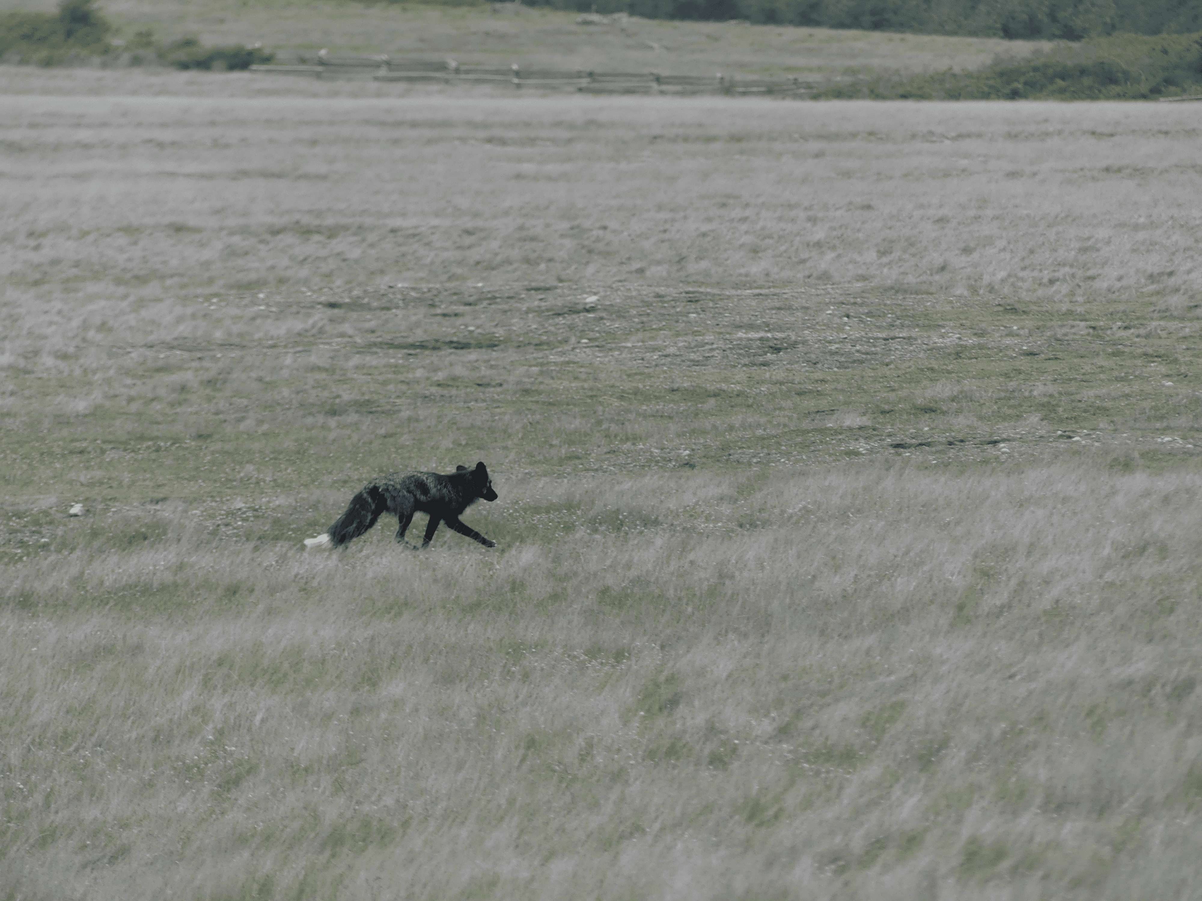 Solitary fox trotting through grassy field towards distant trees and fence.