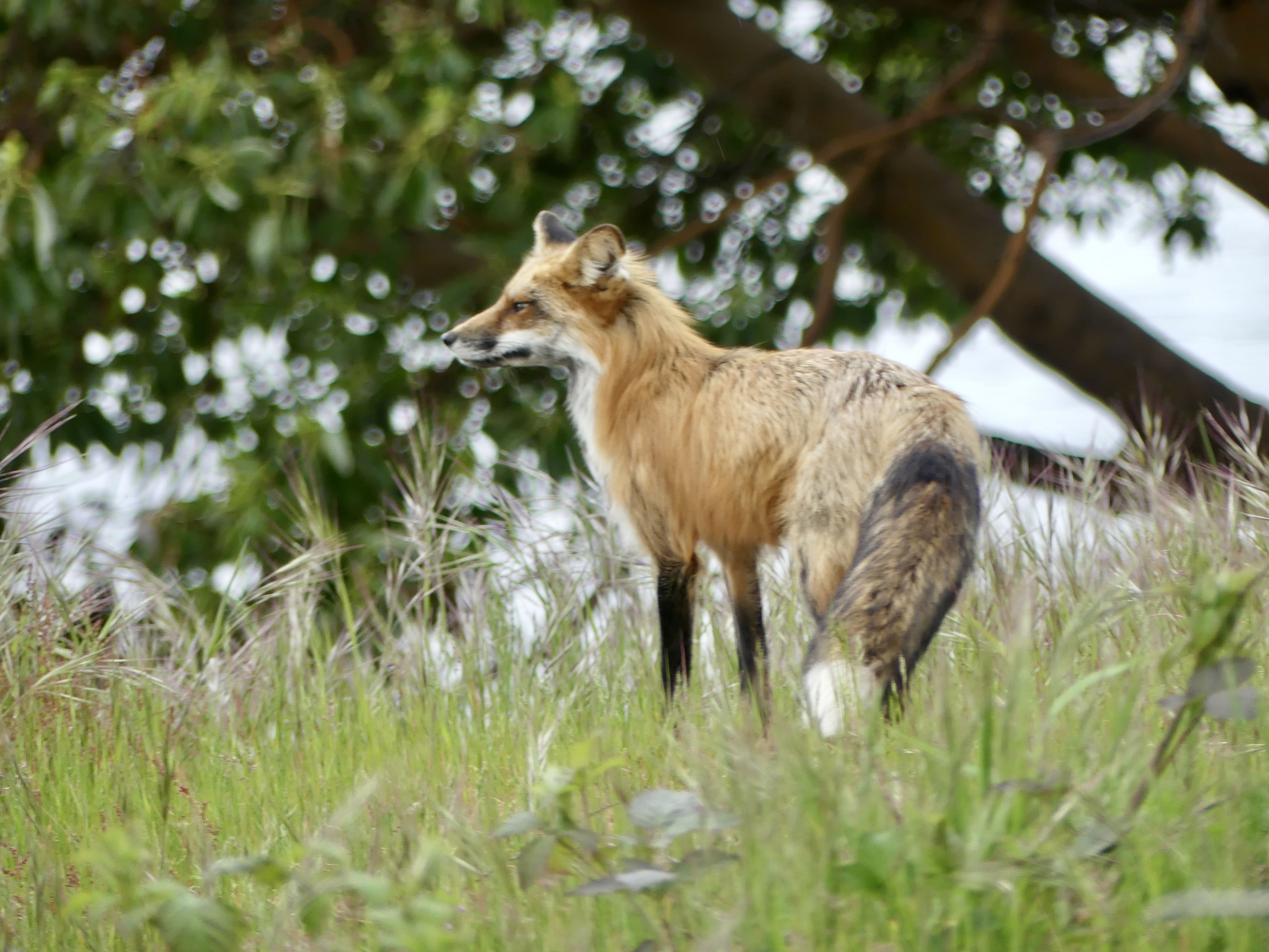 Majestic red fox in lush grass field, observing surroundings with alertness.