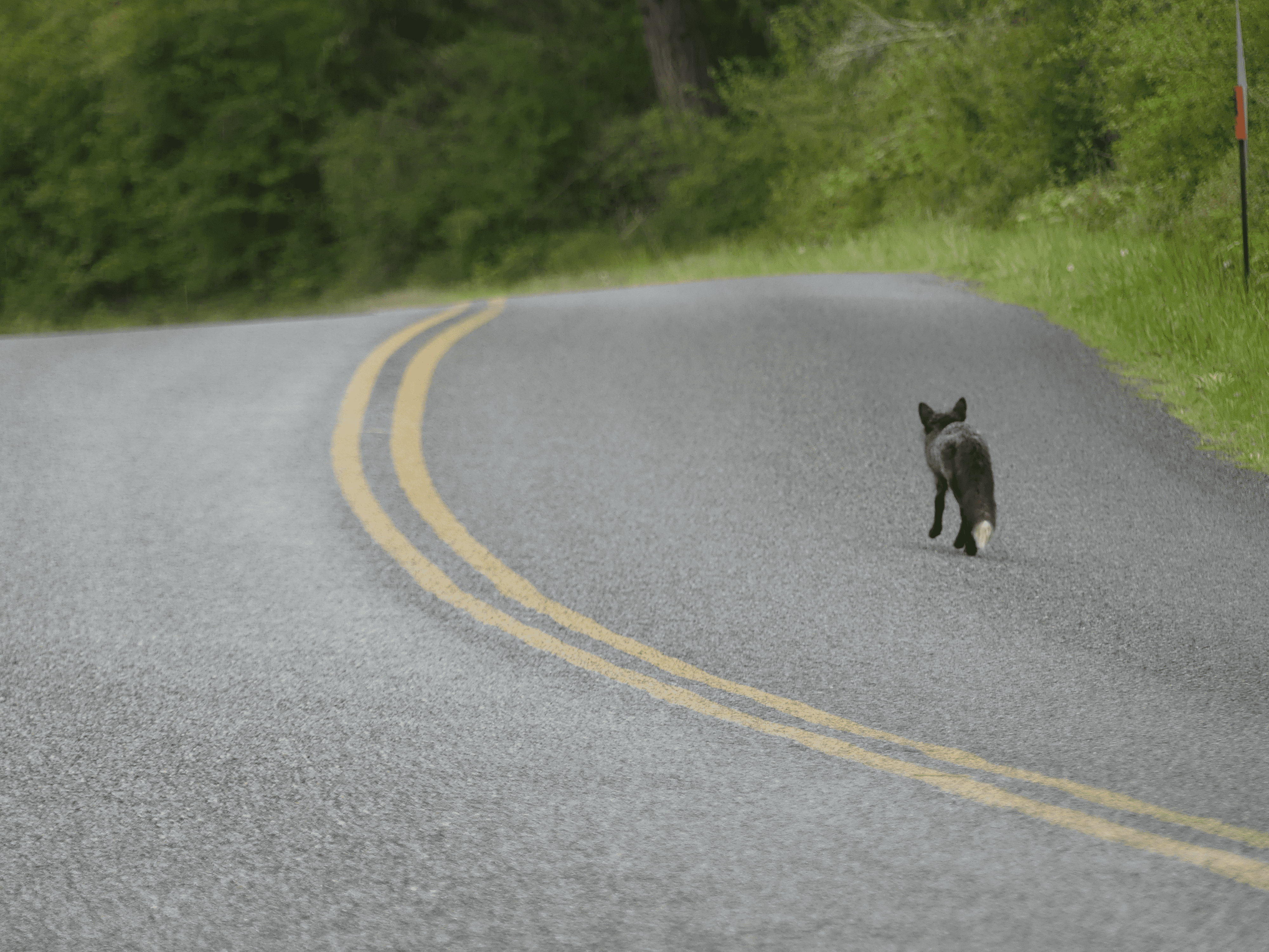 Fox walking on lush winding road in serene natural setting.