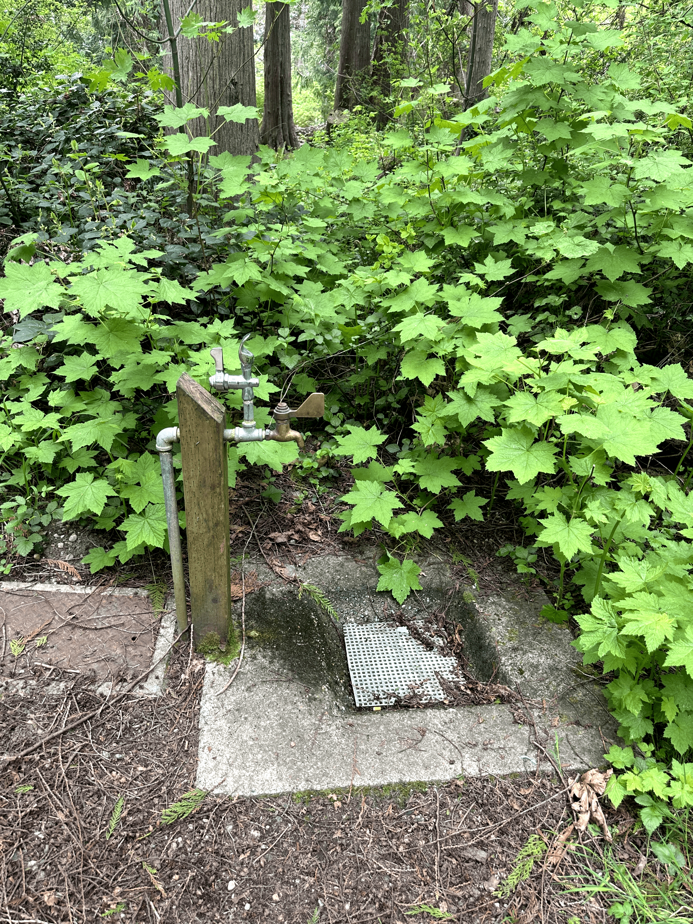 Metal water spigot in lush green setting, surrounded by foliage and trees.