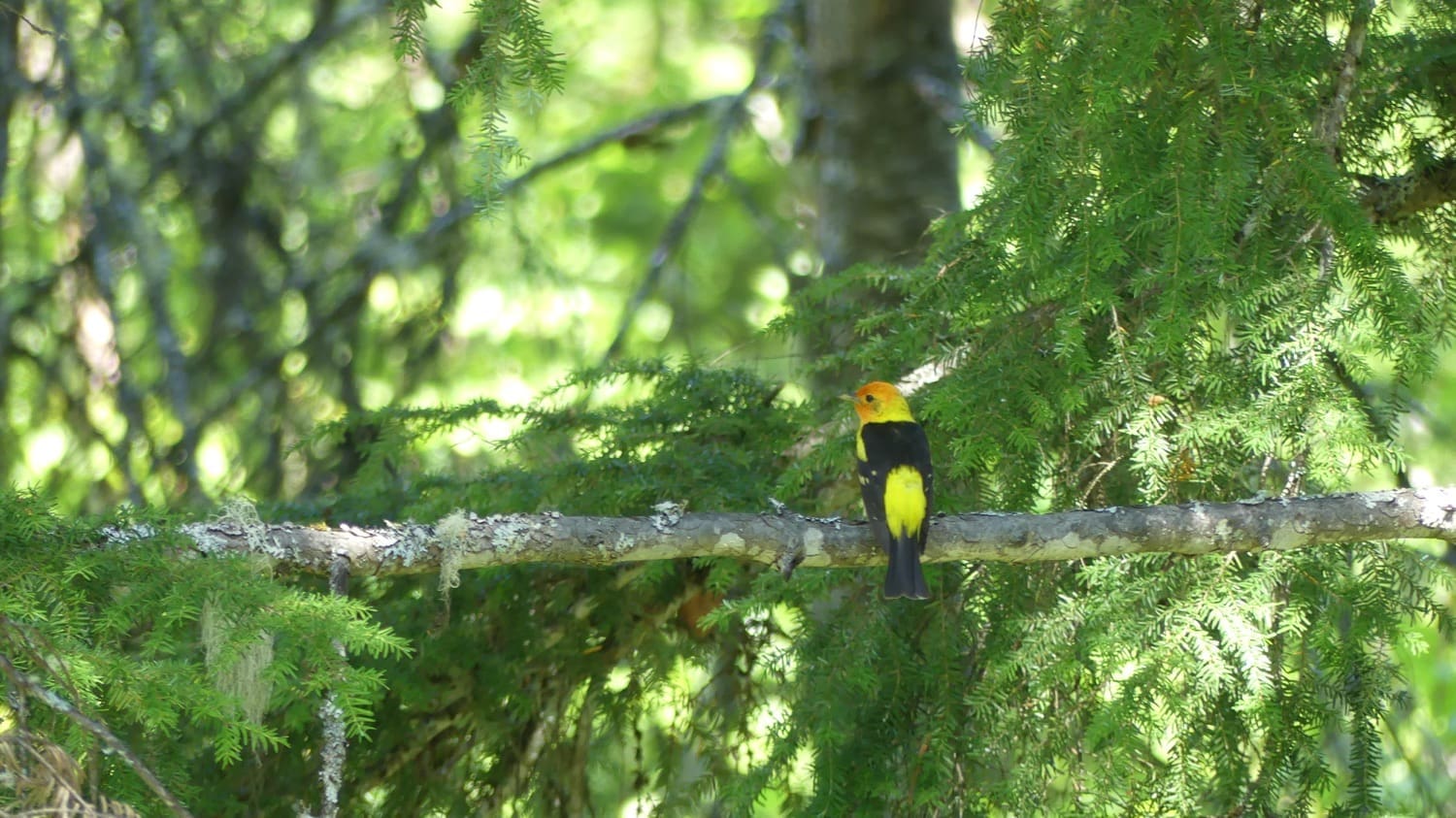 7 Best Campsites for Birdwatching in the PNW: Top Spots for Nature Lovers