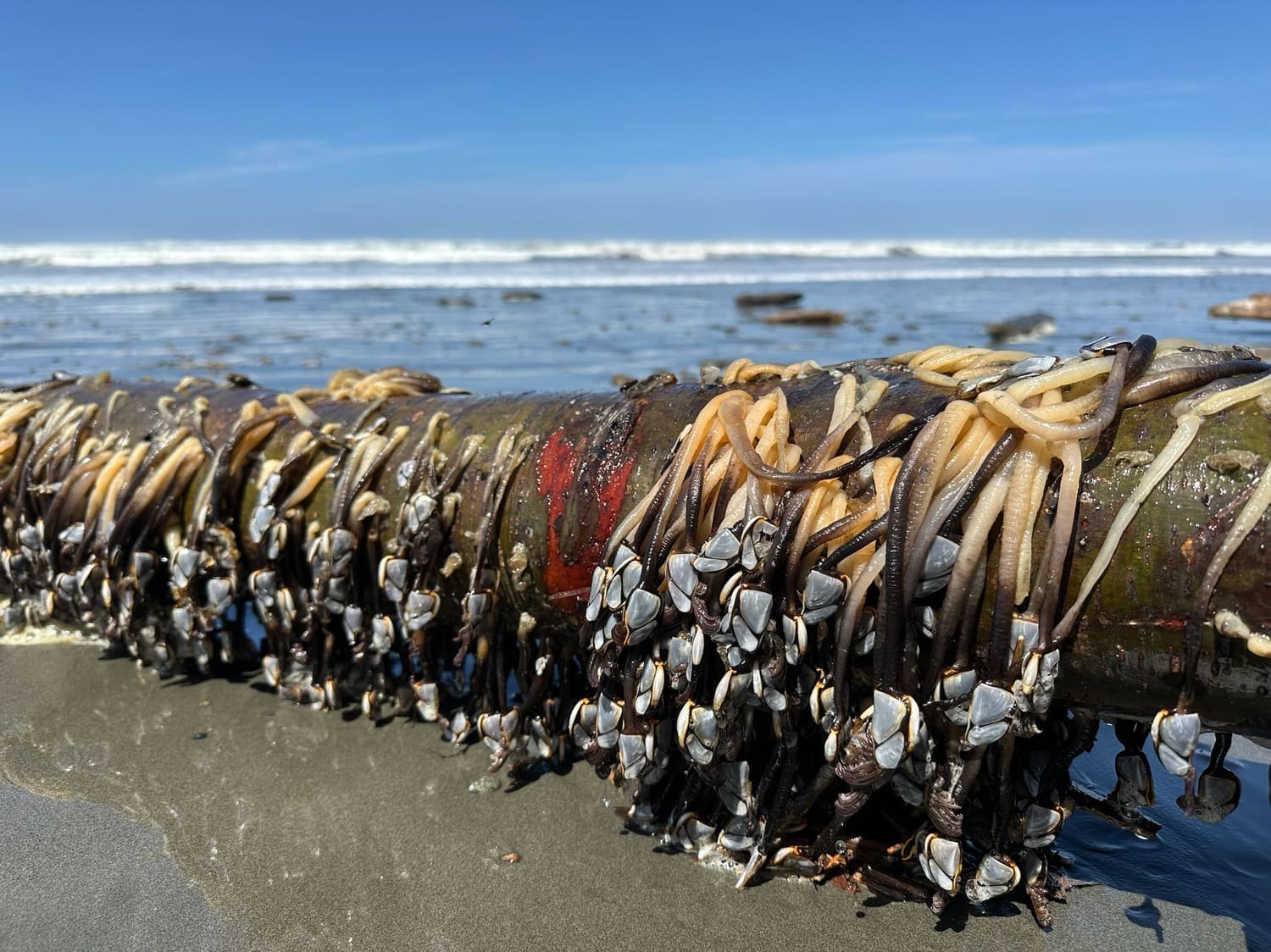 kalaloch campground