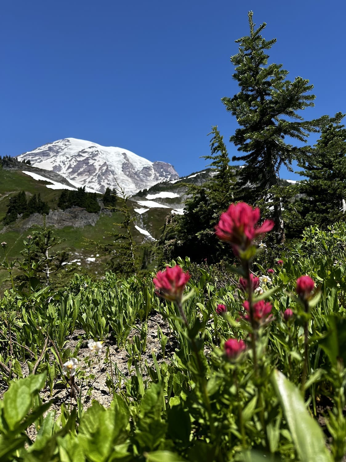 Cougar Rock Campground Mount Rainier National Park: Your Ultimate Guide to Adventure