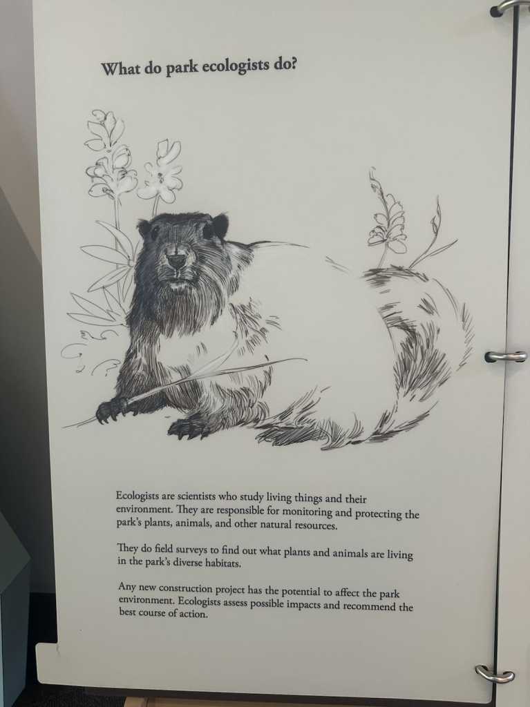 cougar rock campground