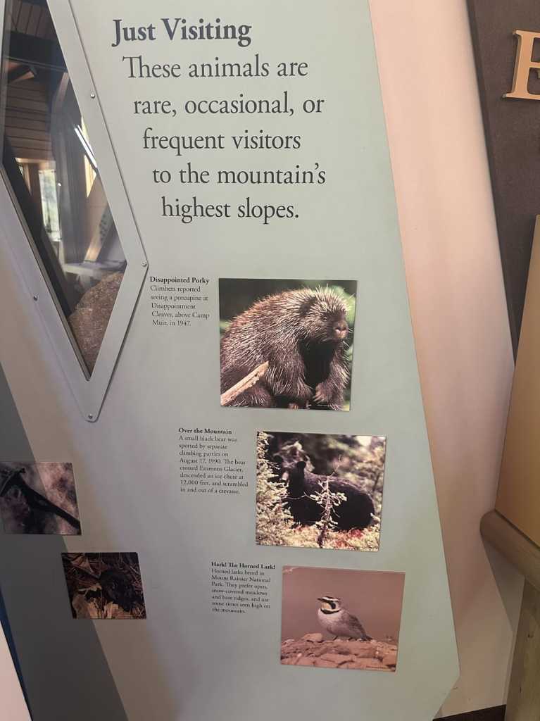 cougar rock campground