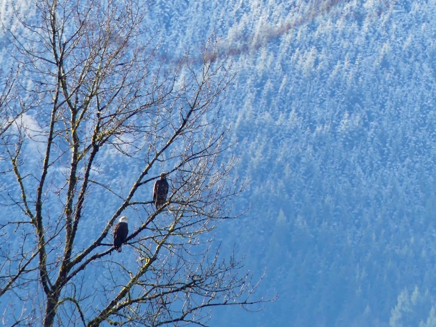 snowshoeing trails in washington