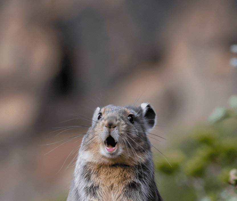 American pika in photo with mouth open, showcasing its cute features.