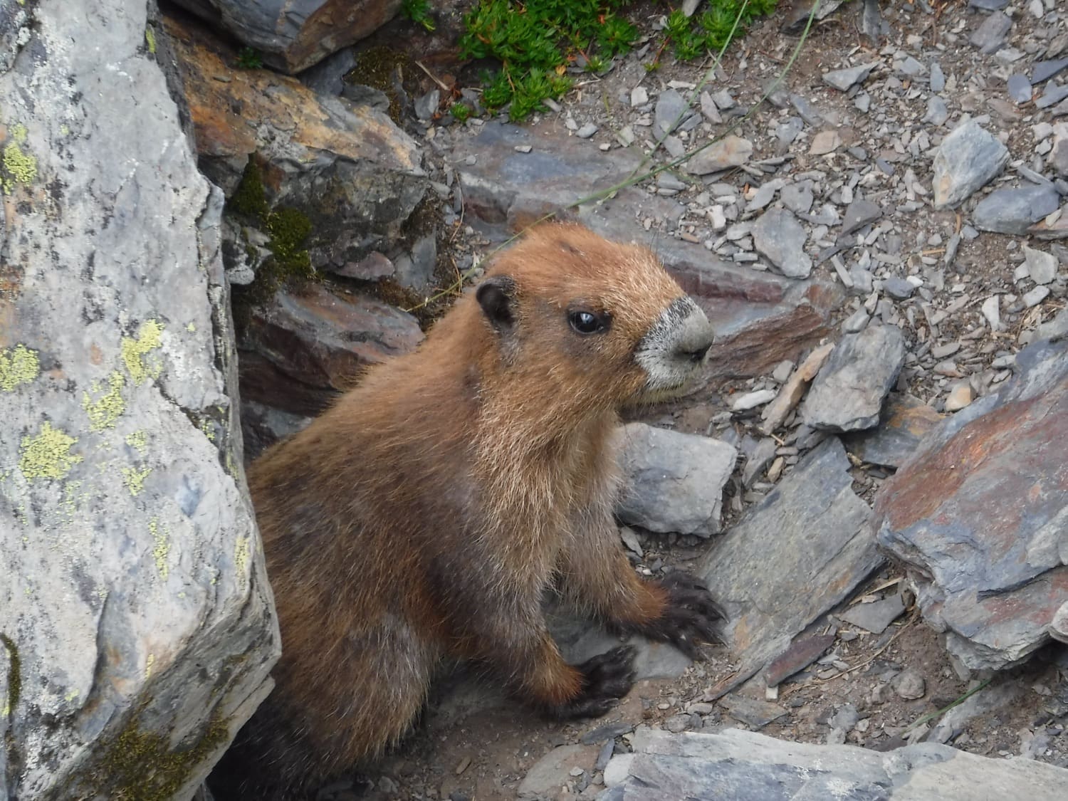 olympic marmot