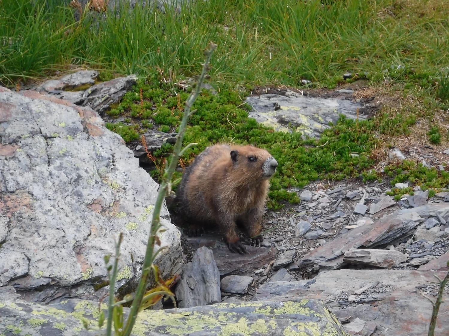 olympic marmot