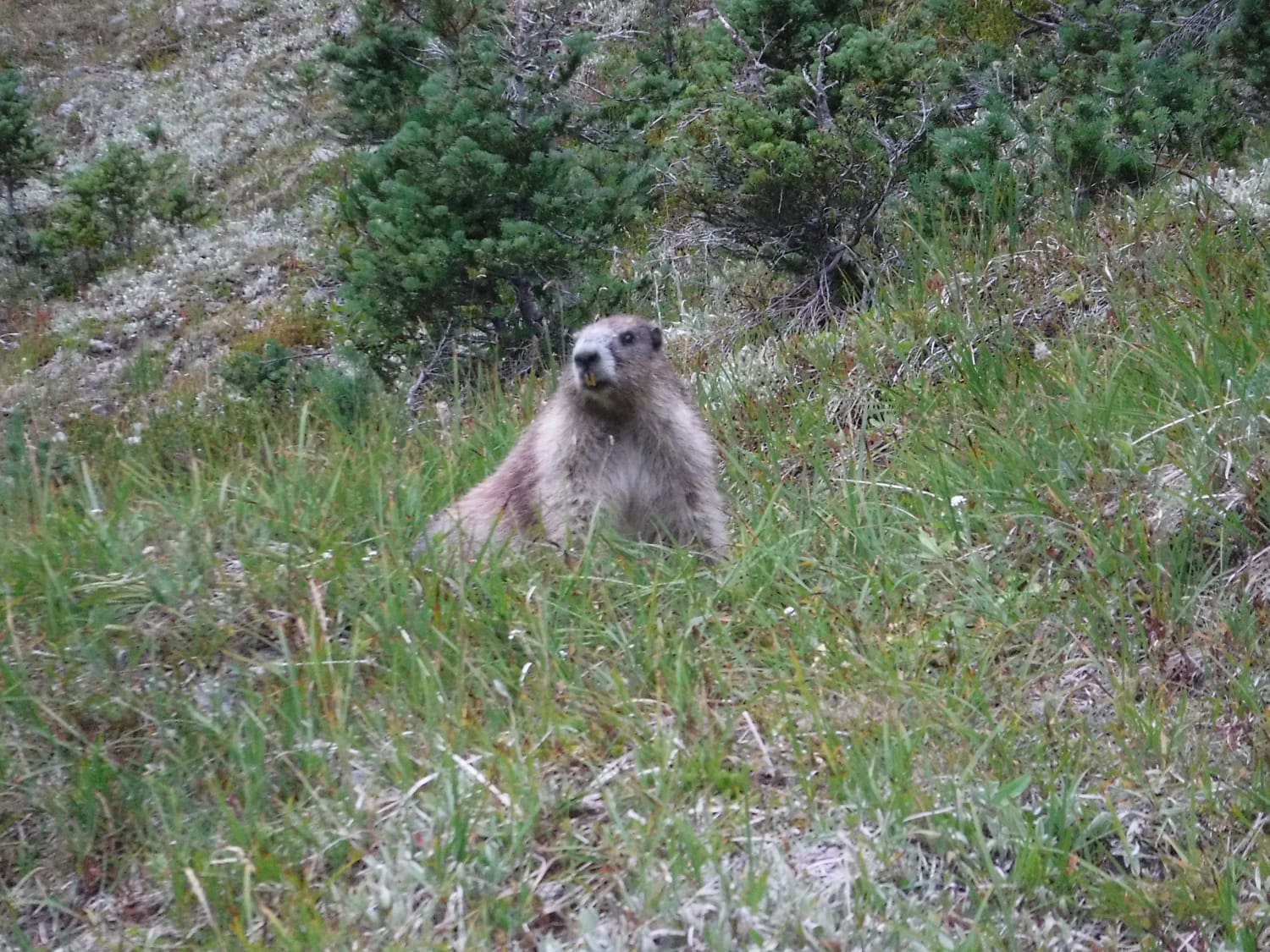 olympic marmot