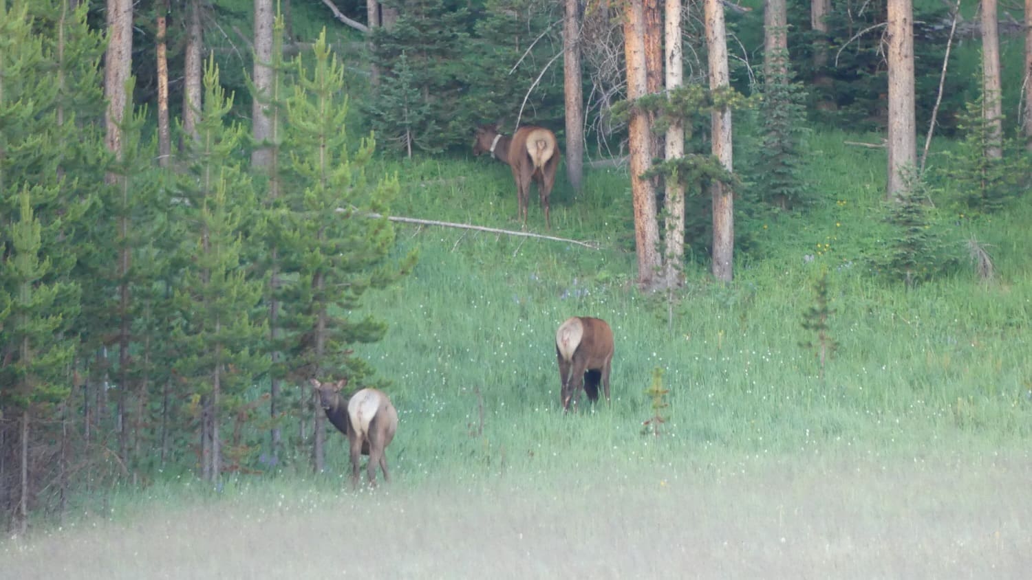 roosevelt elk in washington