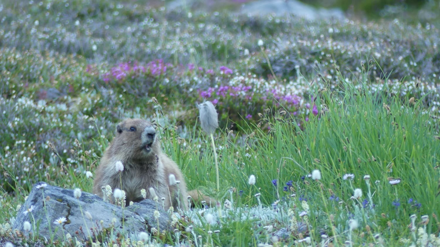olympic marmot