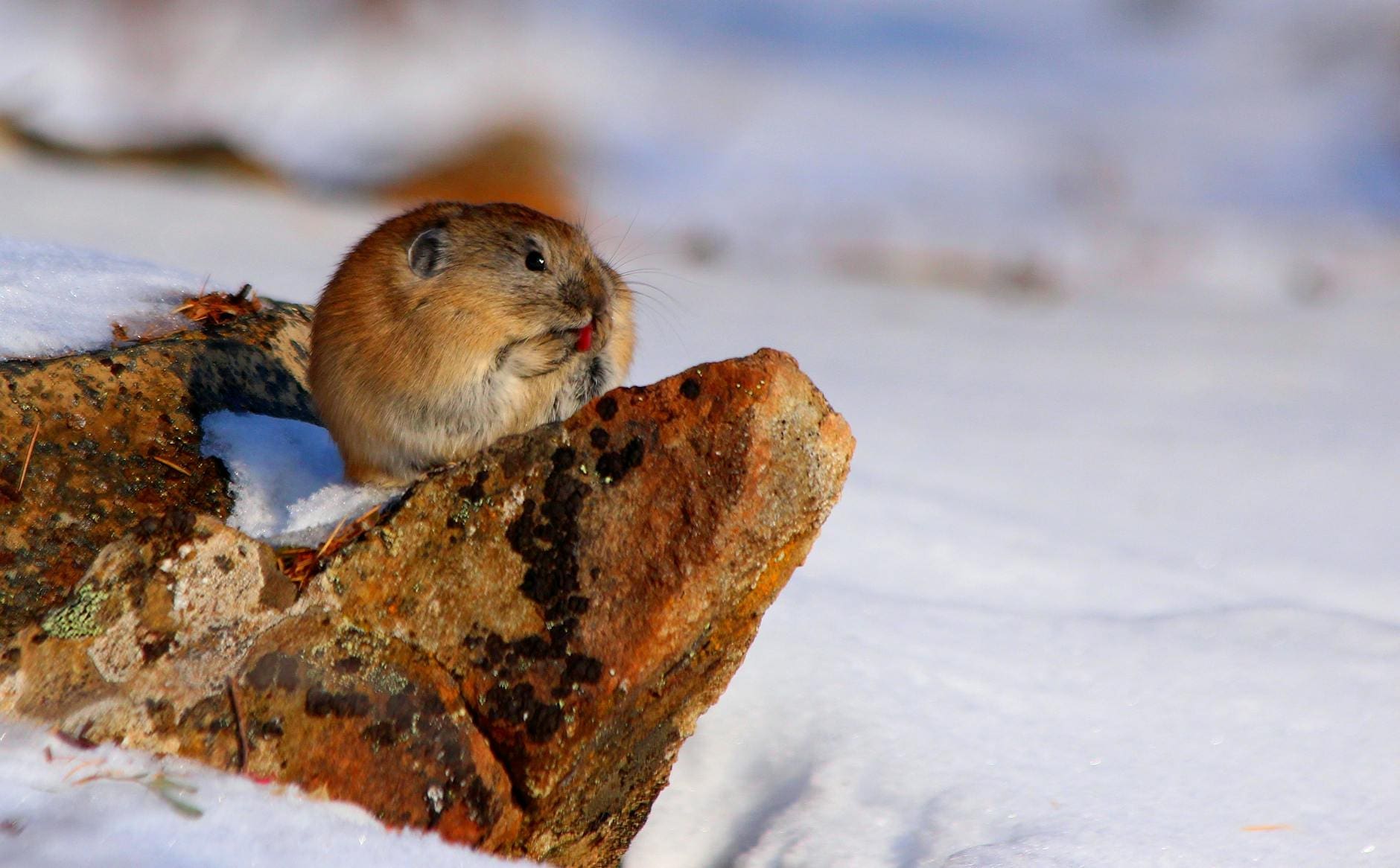 close up of a northern pika eating while sitting on a rock in snow