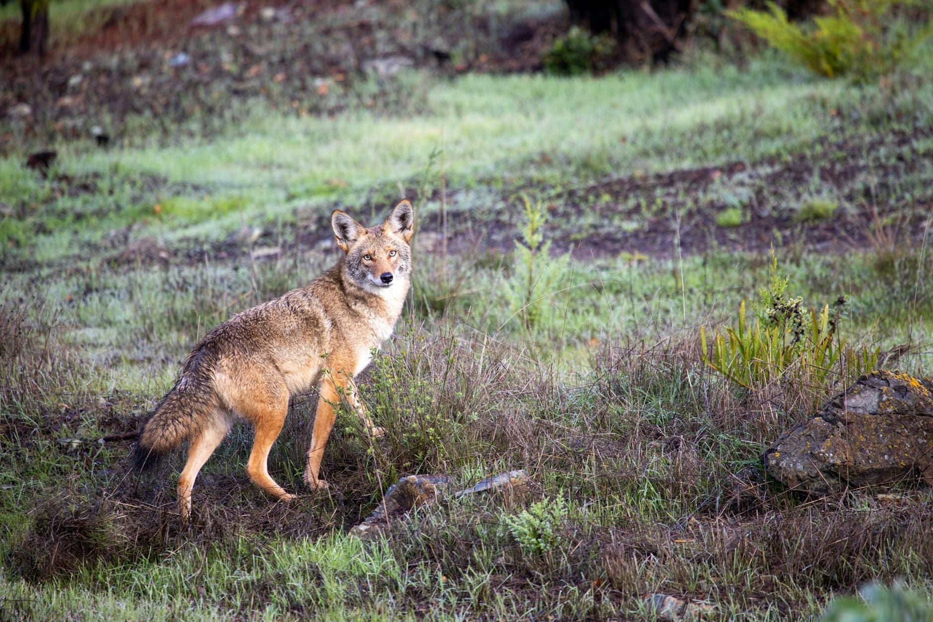 wildfire recovery in washington