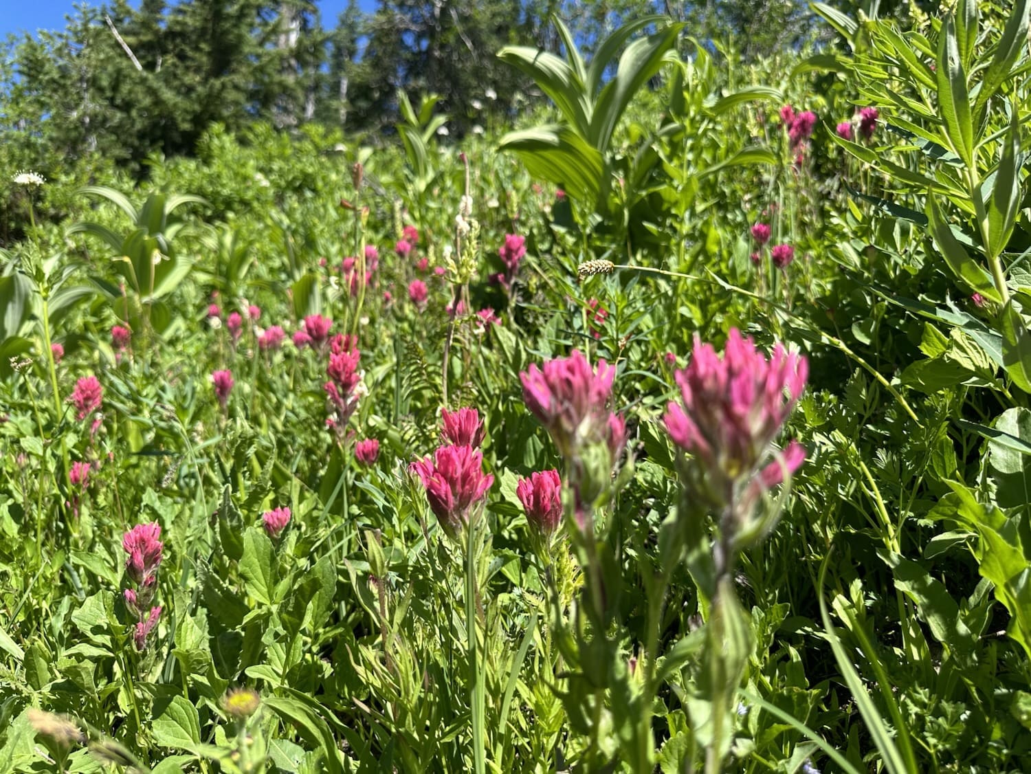 evergreen adventures