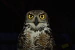 Great horned owl dark closeup