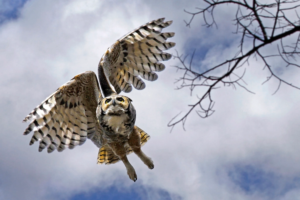Free great horned owl image
