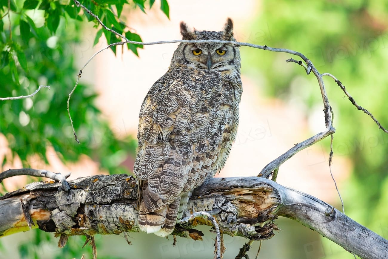 Great horned owl in Fort