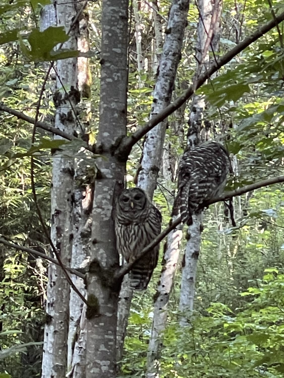 Barred Owls in the PNW: Tune In to the Voice of the Night