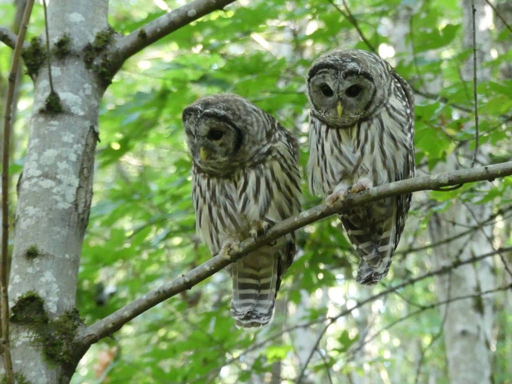 two barred owls in a tree in the pacific northwest