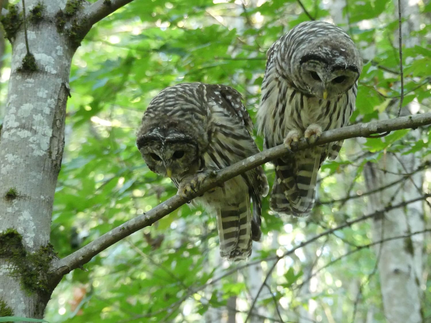 barred owls