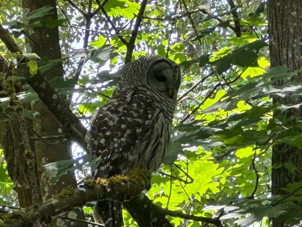 barred owls