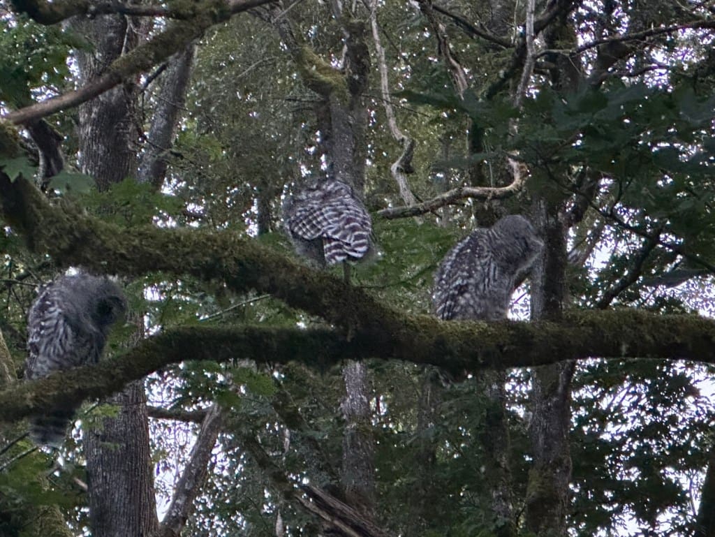 barred owls