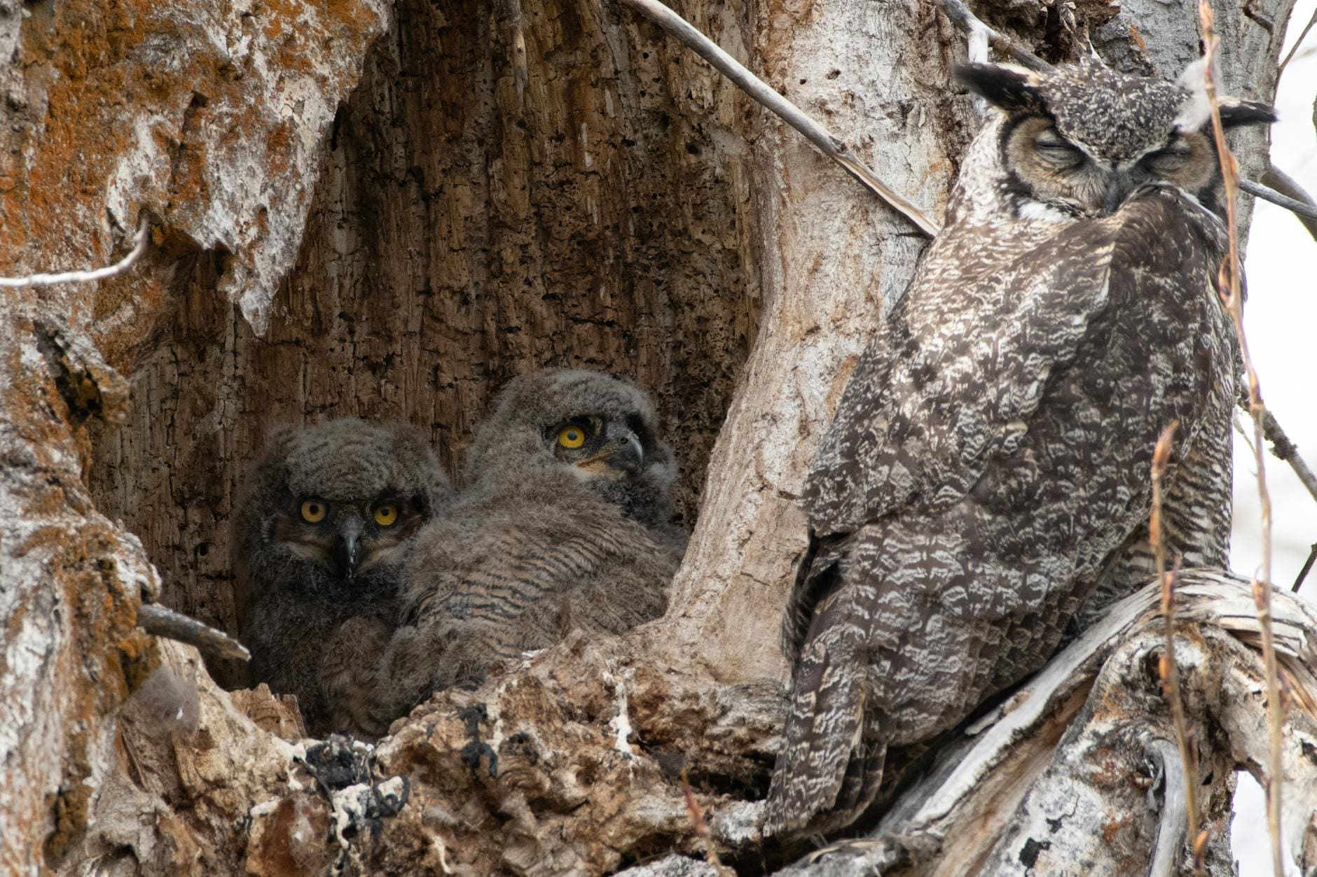 black and gray owl on brown tree trunk
